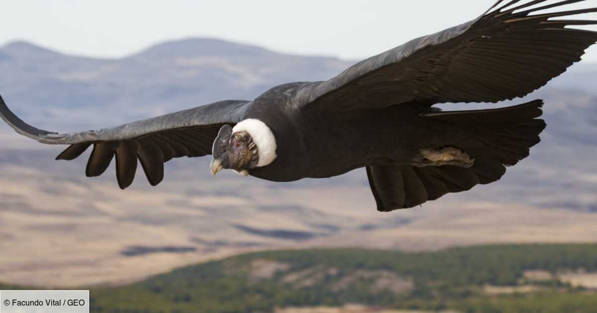 Le Condor Des Andes Peut Voler Pendant Des Heures Sans Battre Des Ailes