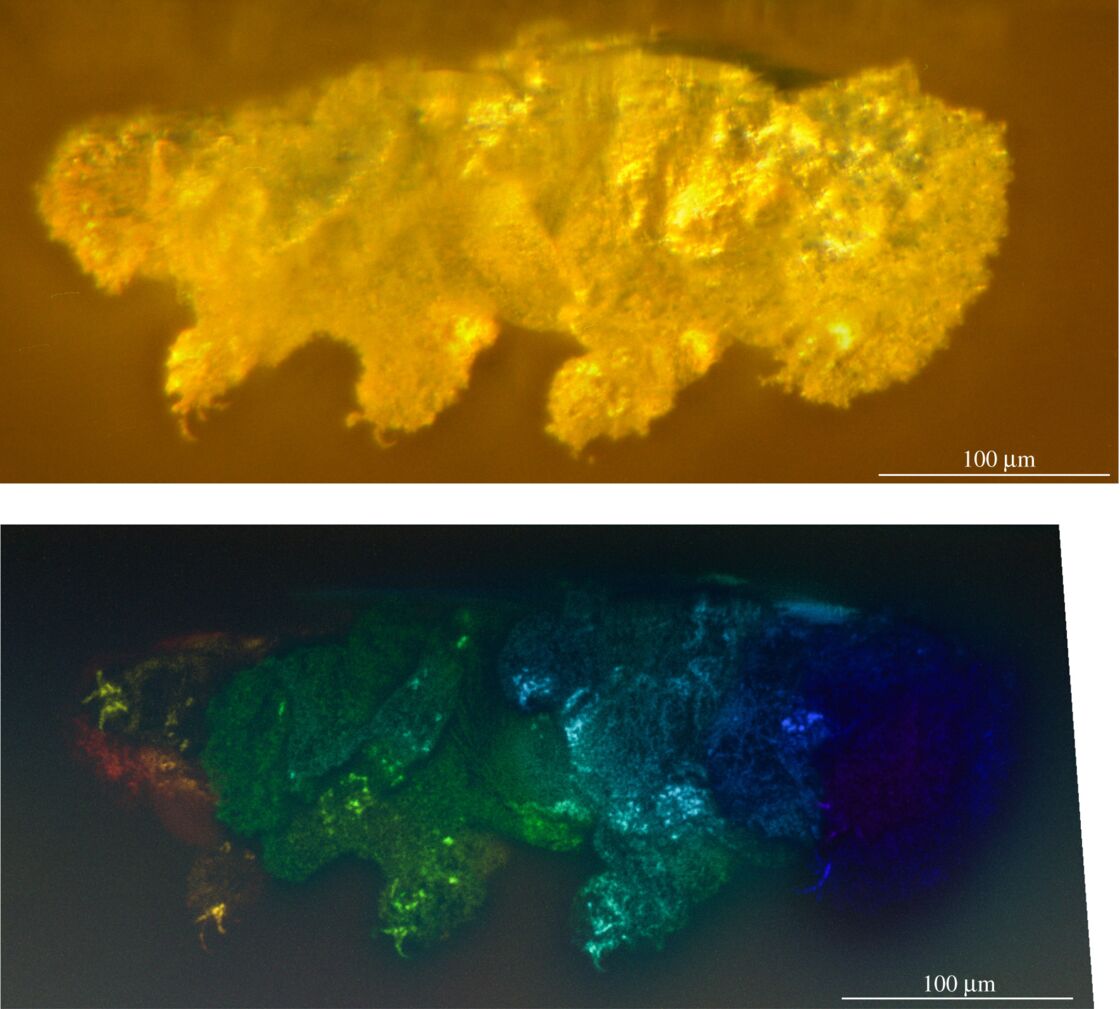 Un rare fossile de tardigrade découvert figé dans de l ambre depuis 16