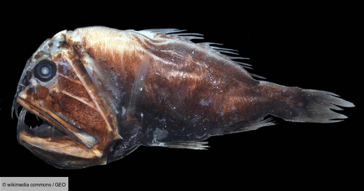 Le Poisson Des Abysses Cr Ature Terrifiante Des Fonds Marins Geo Fr