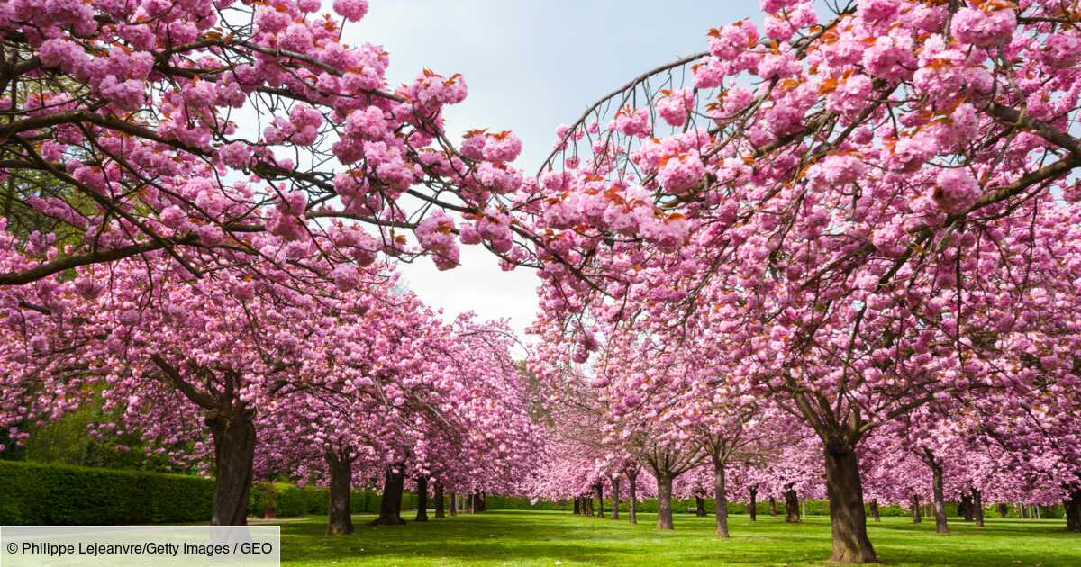 Hanami où voir la floraison des cerisiers japonais en France Geo fr