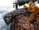 Pêche: au moins 55% des  océans exploitée par les grands chalutiers