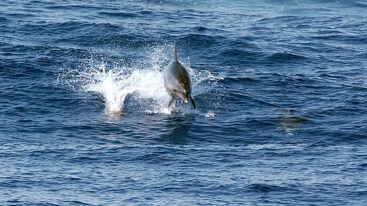 Maroc: le grand dauphin, bête noire des pêcheurs d'Al-Hoceïma