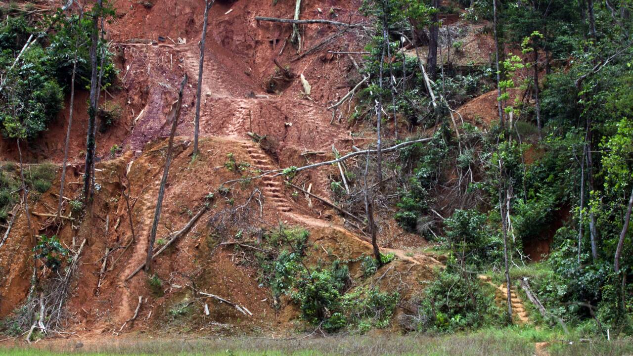 Mine d'or en Guyane: France Nature Environnement réclame un débat public