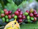 Le changement climatique met en péril la production mondiale de café