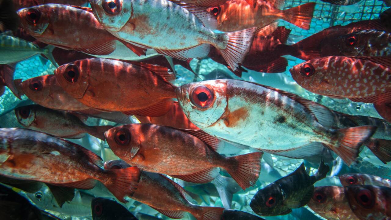 Un homme d'affaires chinois va investir 1,5 milliard de dollars dans le poisson polynésien