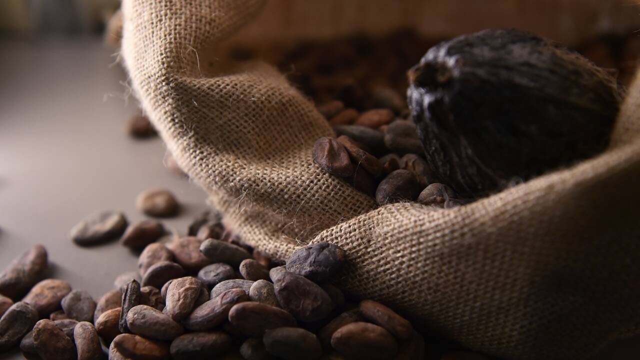 Journée mondiale du chocolat: C'est quoi du "cacao durable"?