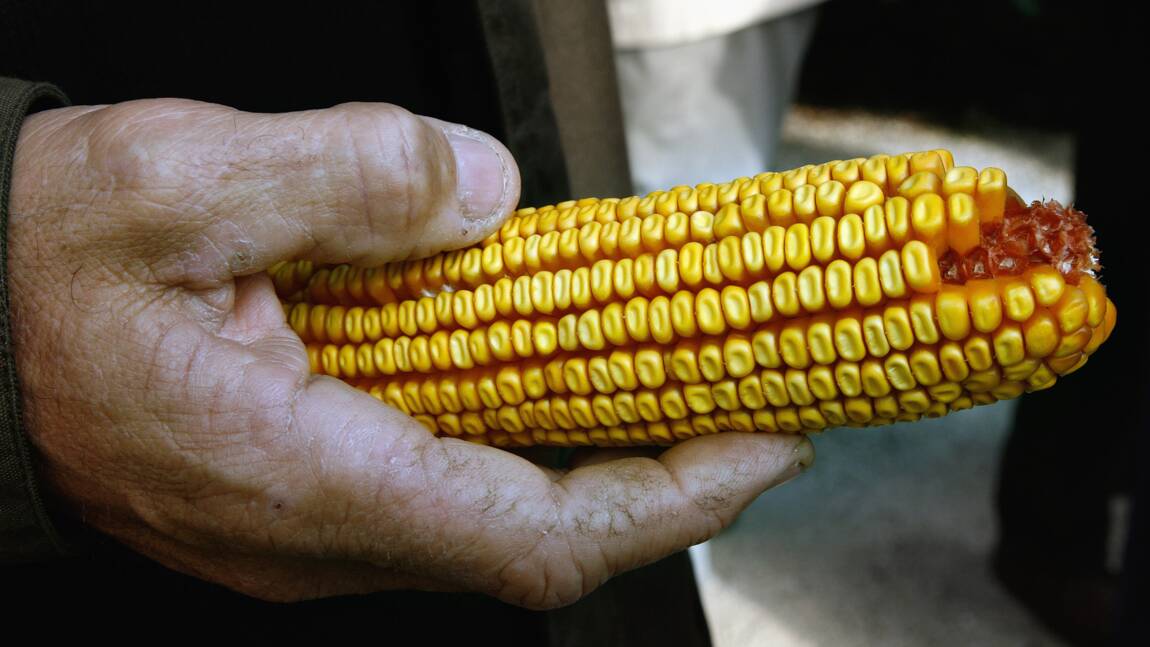 USA: du maïs génétiquement modifié pour être plus nutritif