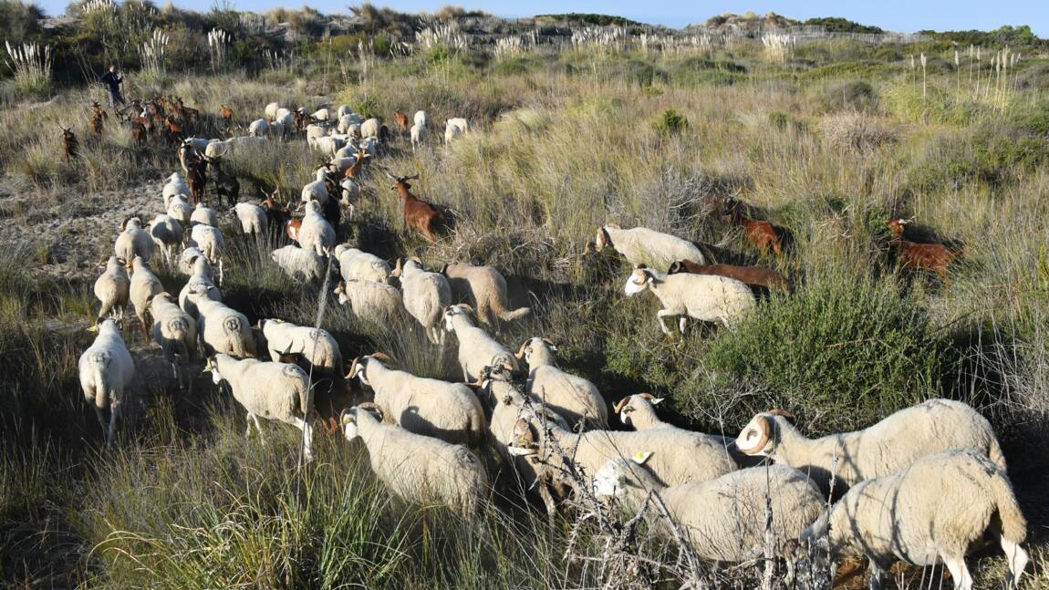 Dans le Gard, un berger et son troupeau entre pinèdes et lagunes, en bord de mer
