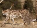 L'Iran se mobilise pour sauver les derniers guépards d'Asie