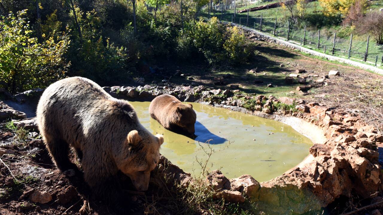 VIDÉO - Au coeur de la Croatie, un refuge pour ours orphelins