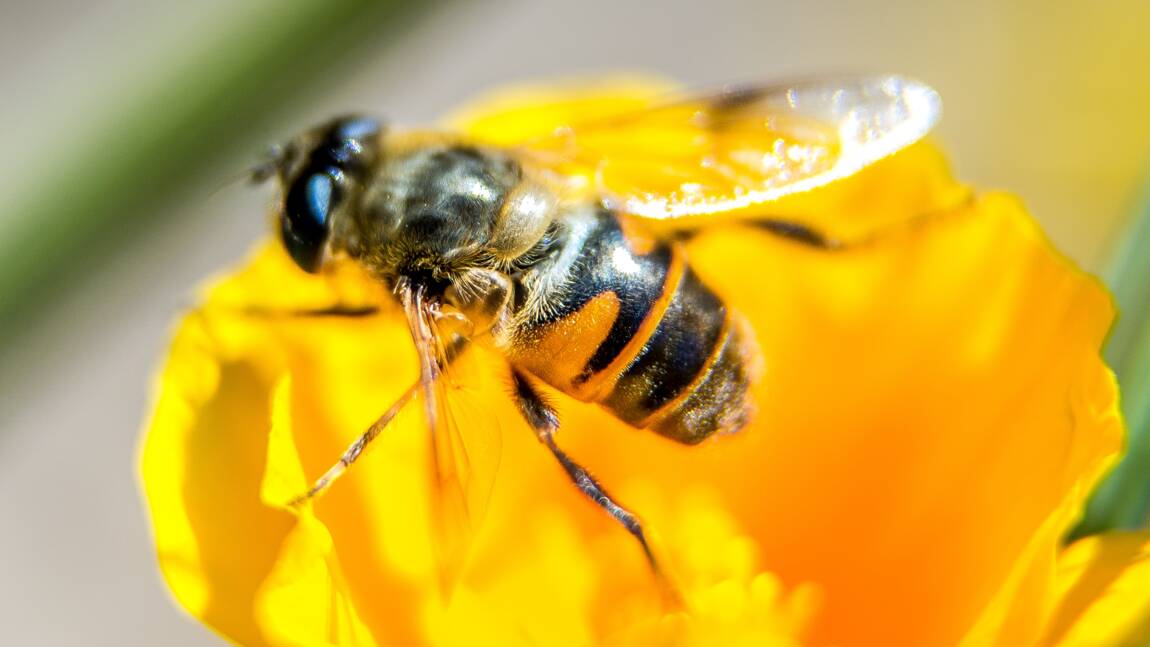 Trois jours pour faire connaître le rôle des abeilles dans la pollinisation