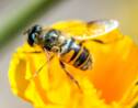 Trois jours pour faire connaître le rôle des abeilles dans la pollinisation