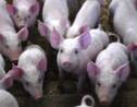 Résistance aux antibiotiques: un lien avec l'usage de pénicilline dans les élevages