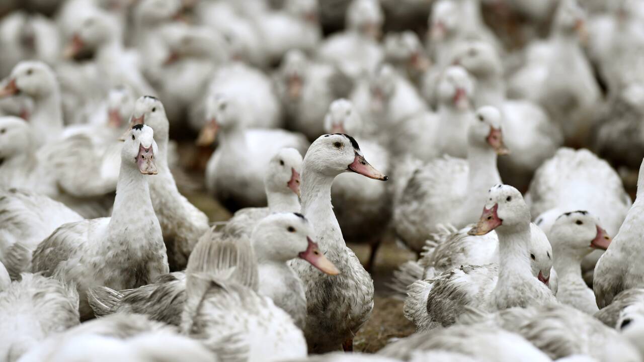 Par crainte d'un virus aviaire, les volailles confinées dans 46 départements