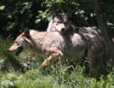 40 abattages de loups autorisés en attendant un nouveau plan