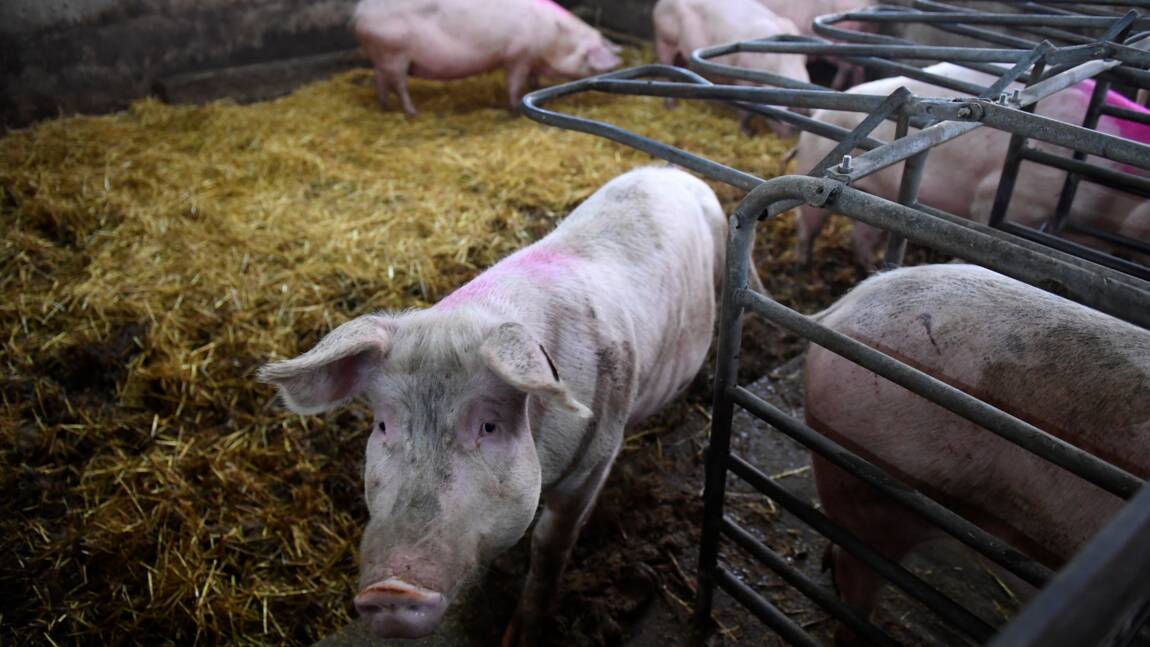 Le porc élevé sur paille, une alternative au bio et à l'intensif