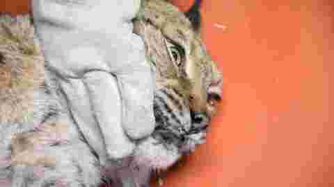 Quatre Lynx relachés dans le Jura après un sauvetage épique