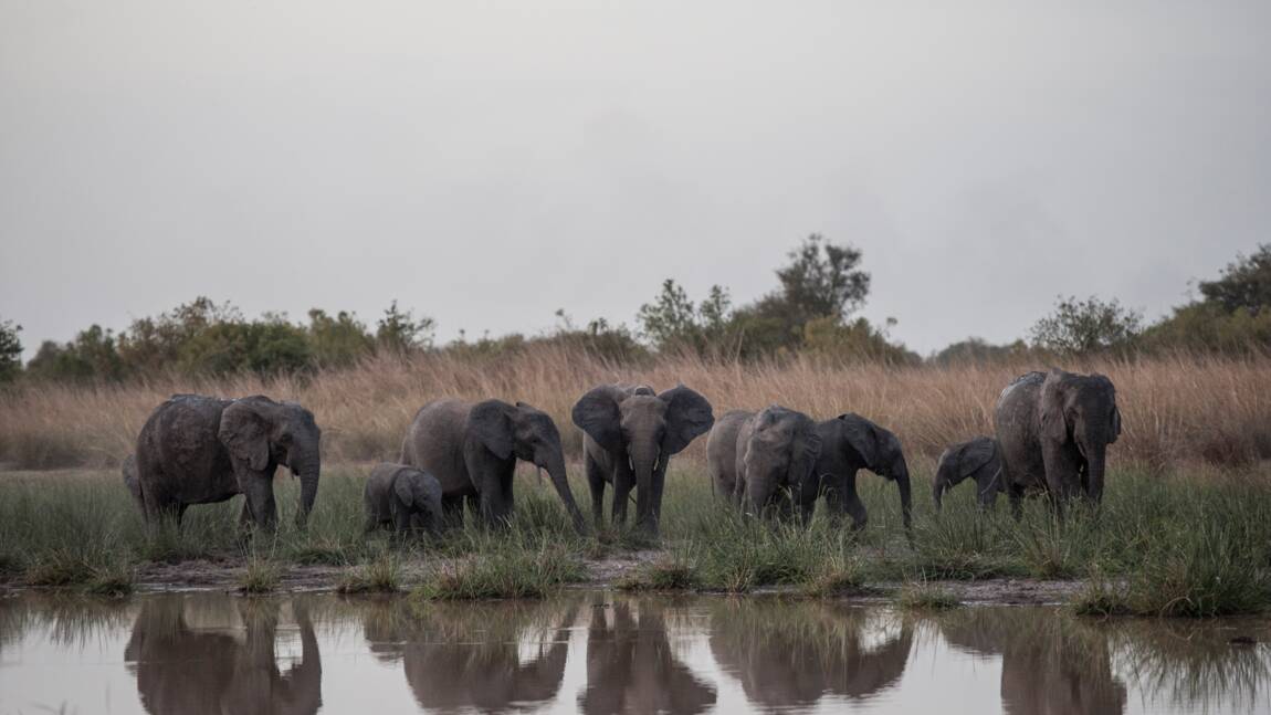 Au Bénin, le parc de la Pendjari se rêve en sanctuaire pour les éléphants d'Afrique de l'Ouest