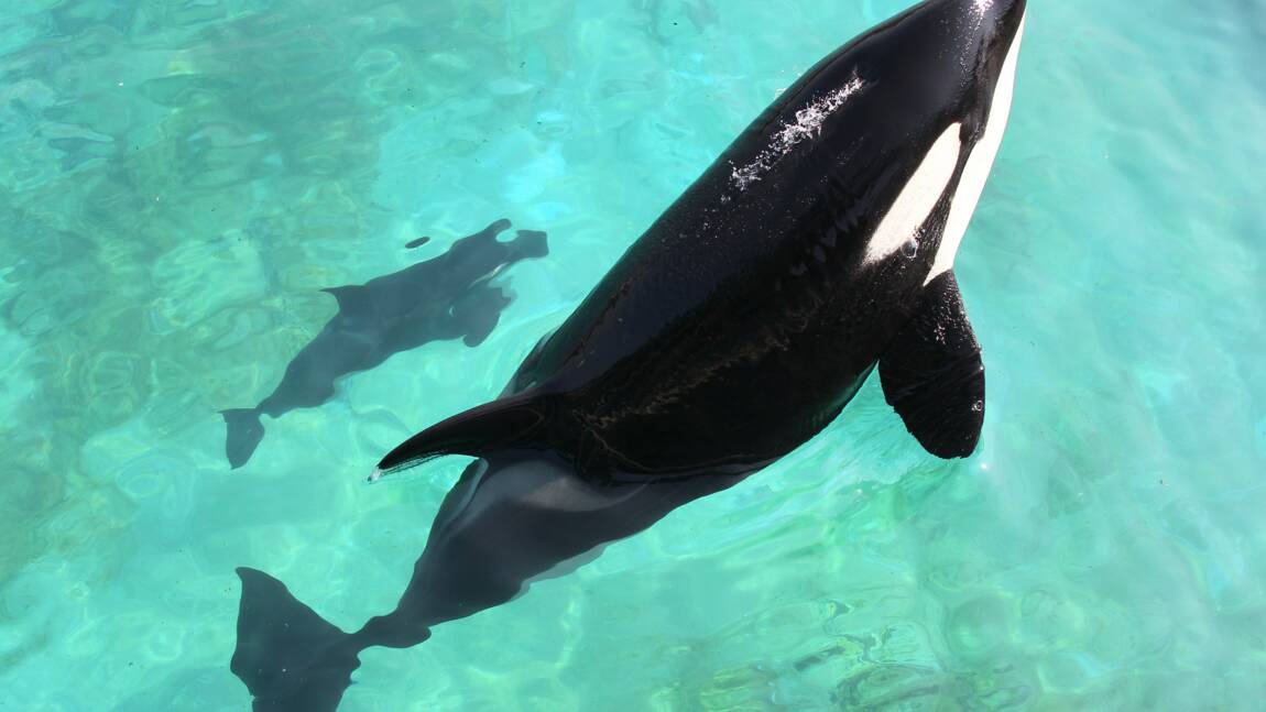 A Antibes, l'orque Wikie se prend pour un perroquet