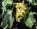 La vigne résistante à la sécheresse mais défiée par le réchauffement 