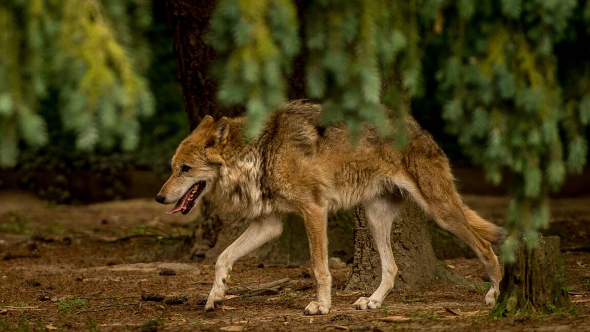 Le plan loup confirme un plafond d'abattage de 40 loups en 2018