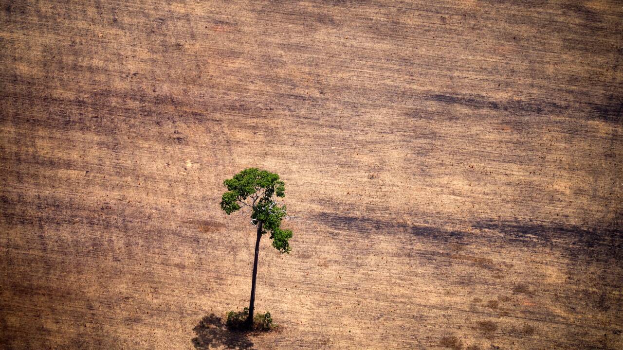 Accusé par Bolsonaro d'exagérer l'ampleur de la déforestation, il est limogé