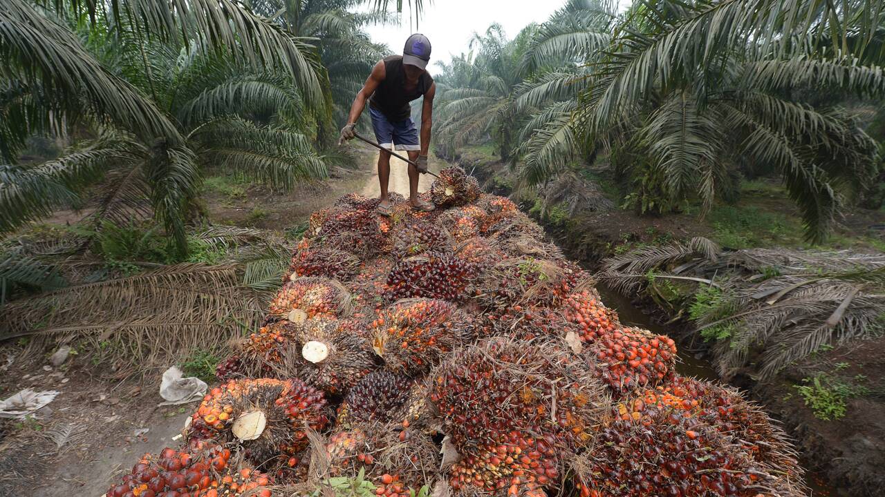 Indonésie: des multinationales refusent de révéler la provenance de leur huile de palme