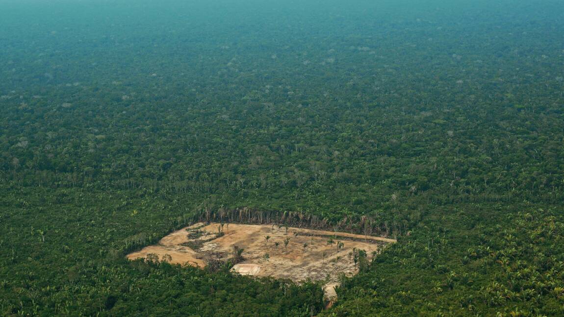Bois exotique: trafic illégal et déforestation en Amazonie