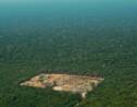 Amazonie : l'exportation de bois exotique alimente trafics et déforestation