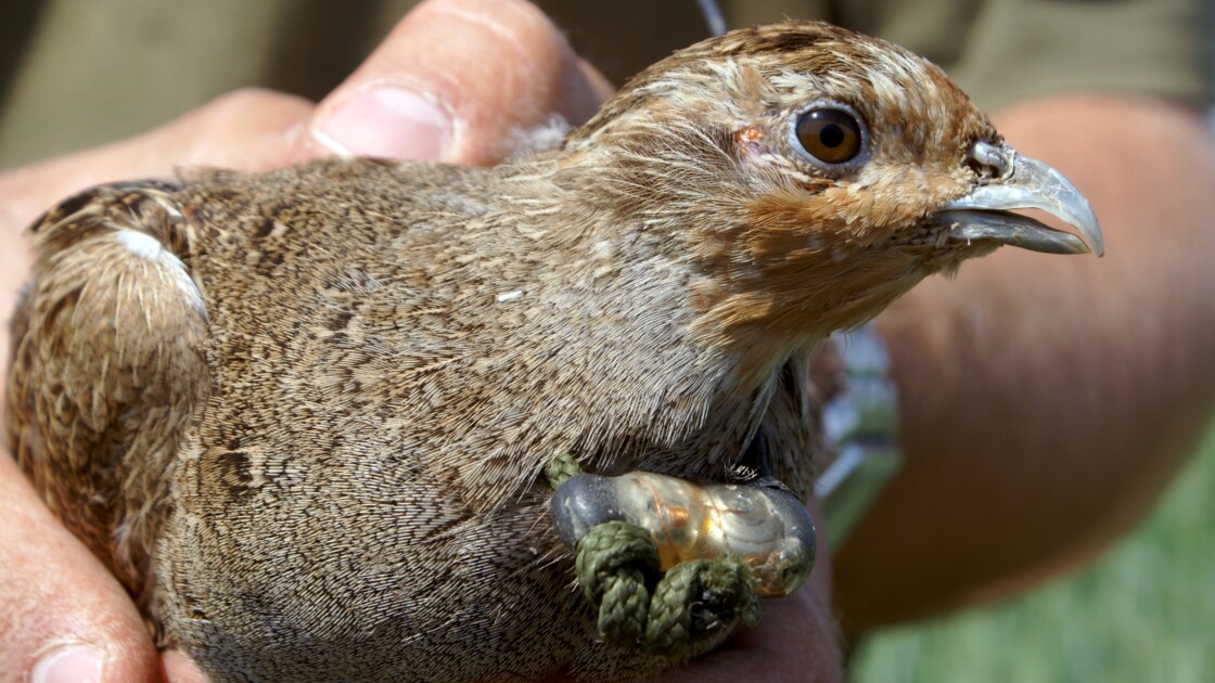 Les Oiseaux Des Campagnes En Déclin Vertigineux Muséum Et