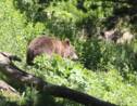 A Melles, sur les traces des ours dans les Pyrénées