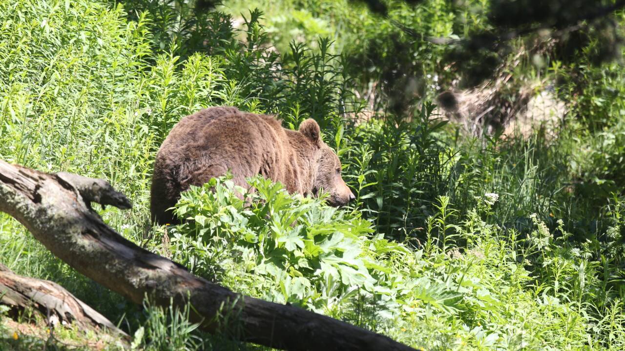 Rejet d'un recours contre la réintroduction d'ourses dans les Pyrénées
