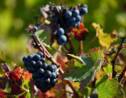 Climat : le goût incertain du vin en 2050