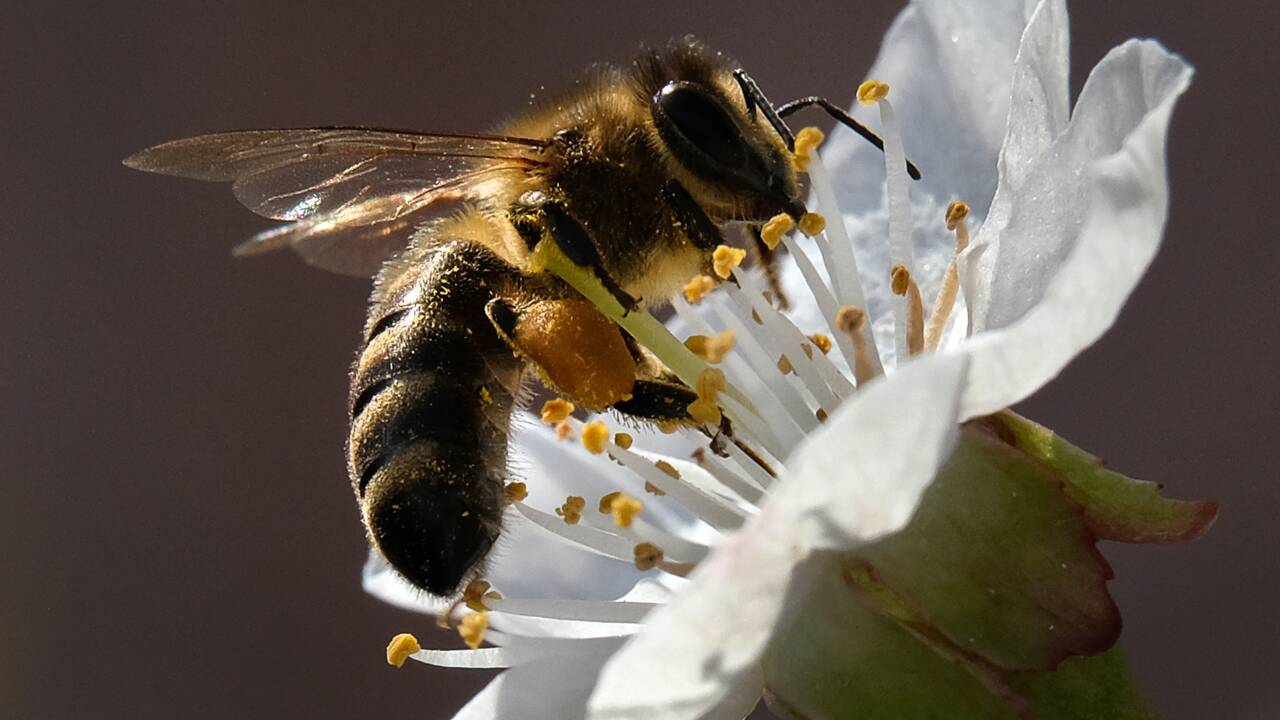 Pesticides : l'Europe bannit des néonicotinoïdes pour sauver les abeilles