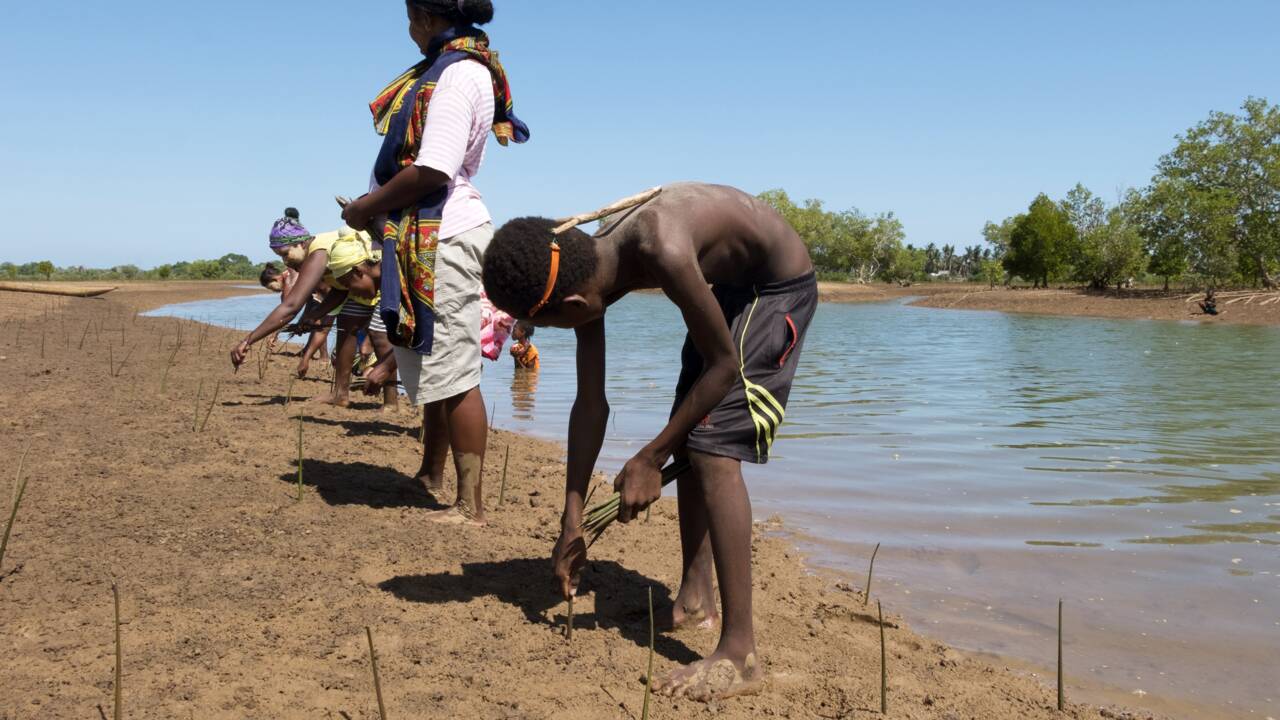 Madagascar: replanter la mangrove pour améliorer le quotidien des pêcheurs