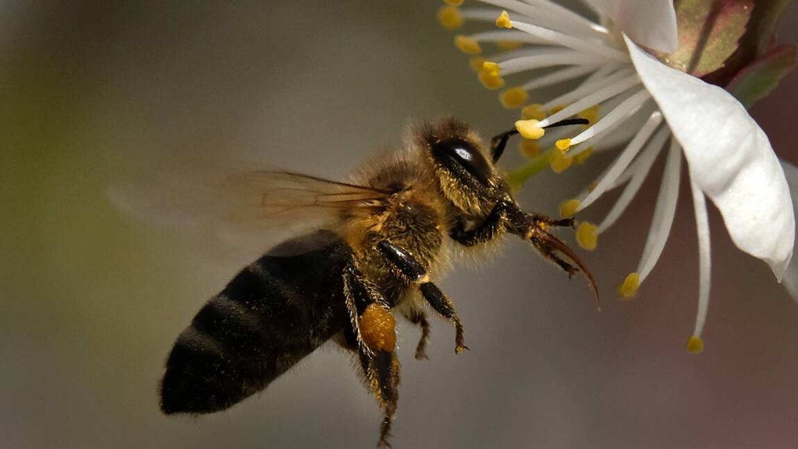 La protection des abeilles nécessaire à la sécurité alimentaire, selon la FAO et l'UE