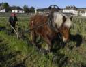 Labour à cheval et orties: le château de Pommard passe en biodynamie