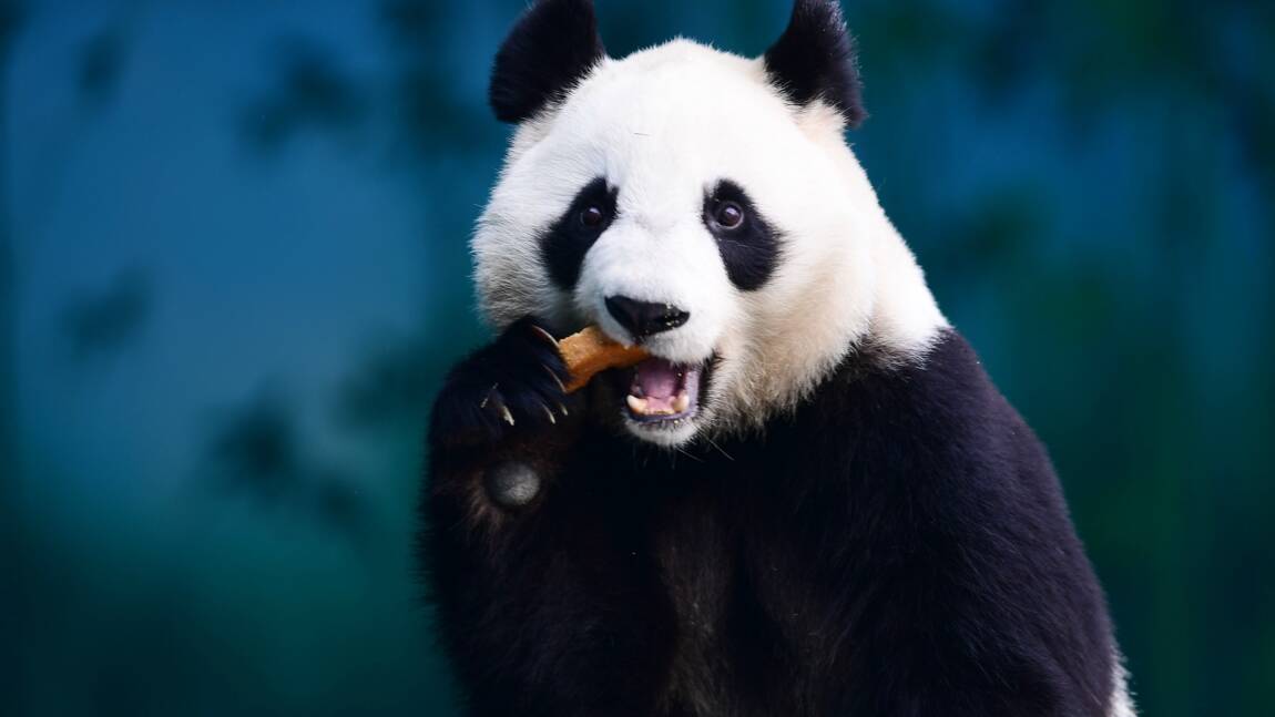 Panda ou iguane bleu: pas que des mauvaises nouvelles dans la nature