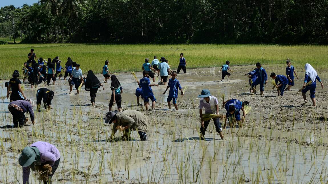 La Thaïlande, grenier à riz du monde, "restreint" seulement l'usage d'herbicides controversés