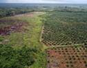 Bras de fer sur l'huile de palme entre l'UE et l'Asie du Sud-Est