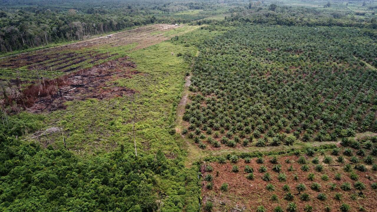 L'huile de palme "décime" les espèces mais l'interdire serait vain, selon l'UICN