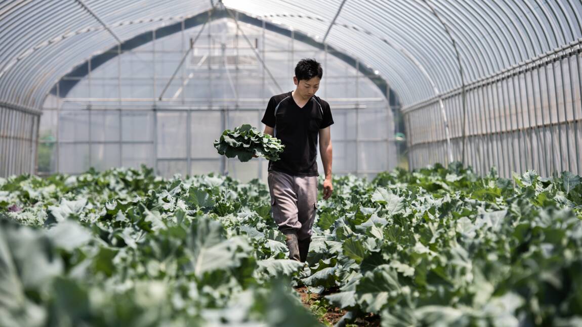 Au Japon, manger bio n'est pas tendance