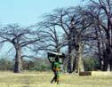 Pourquoi les plus vieux baobabs d'Afrique disparaissent-ils ?