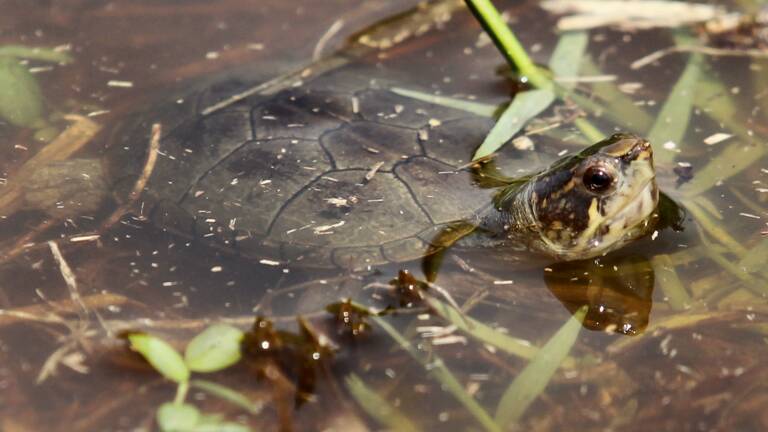 Deux Tortues Enchainees Par Un Cadenas Decouvertes Aux Canaries Geo Fr