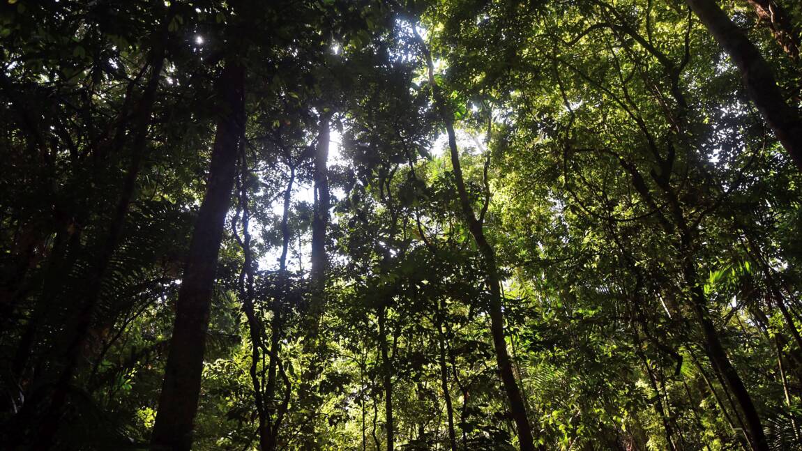 Disparition accélérée des forêts vierges de la planète