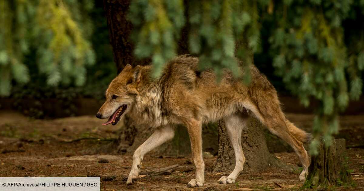 Lancement D Un Site Officiel Dedie Au Loup En France Geo Fr