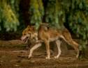 Le loup "en expansion rapide", avec environ 430 individus estimés en France
