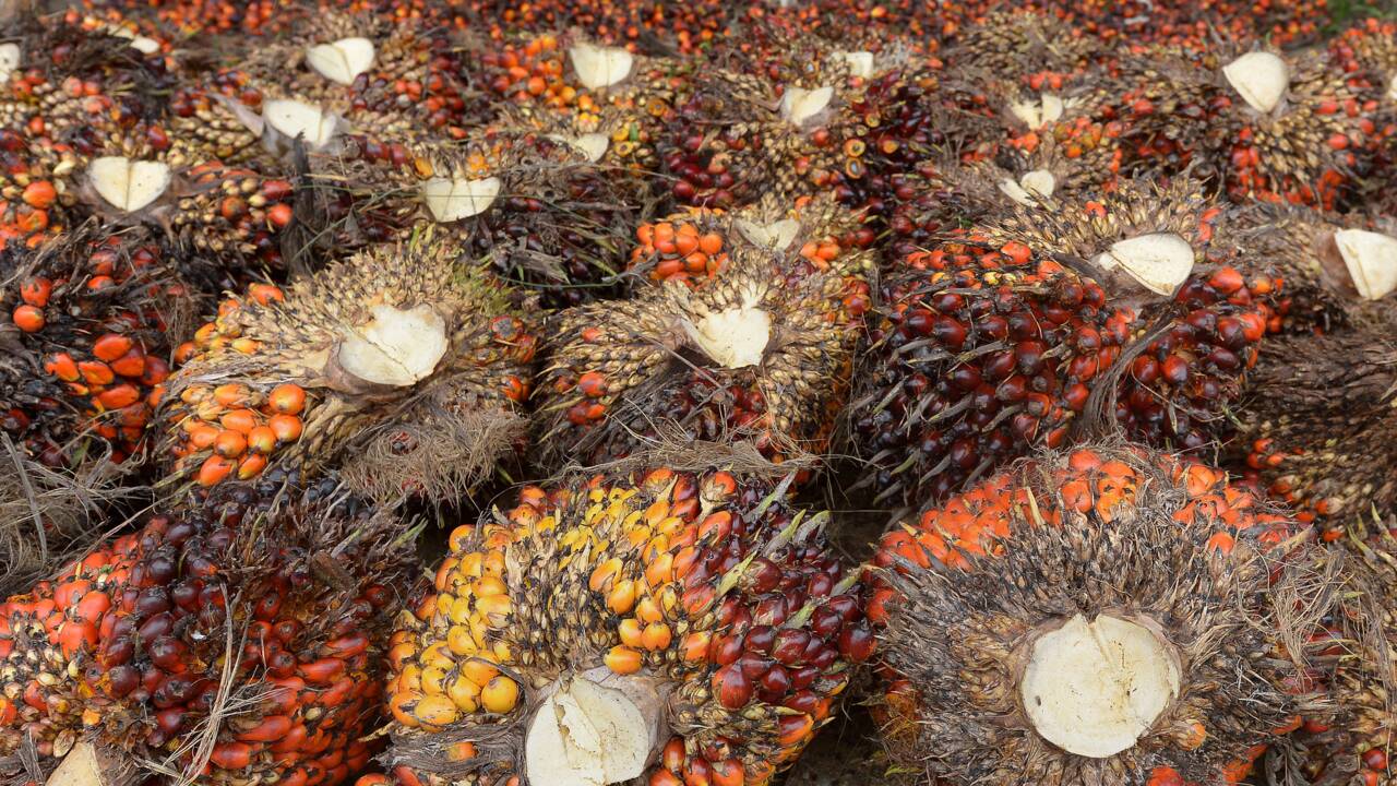 L'huile de palme "décime" les espèces mais l'interdire serait vain, selon l'UICN
