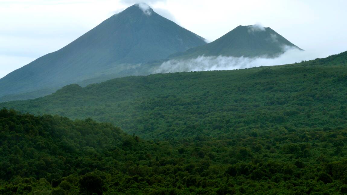 RDC: Greenpeace demande "la restitution" immédiate de 24 concessions forestières