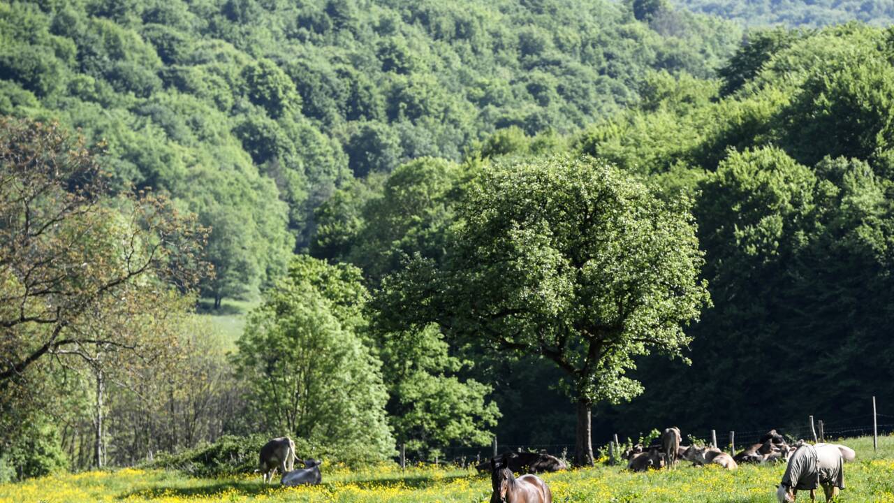 A quoi ressemblera le futur parc national des forêts de Champagne-Bourgogne ?